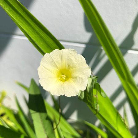 Bulan Villa 라용 외부 사진